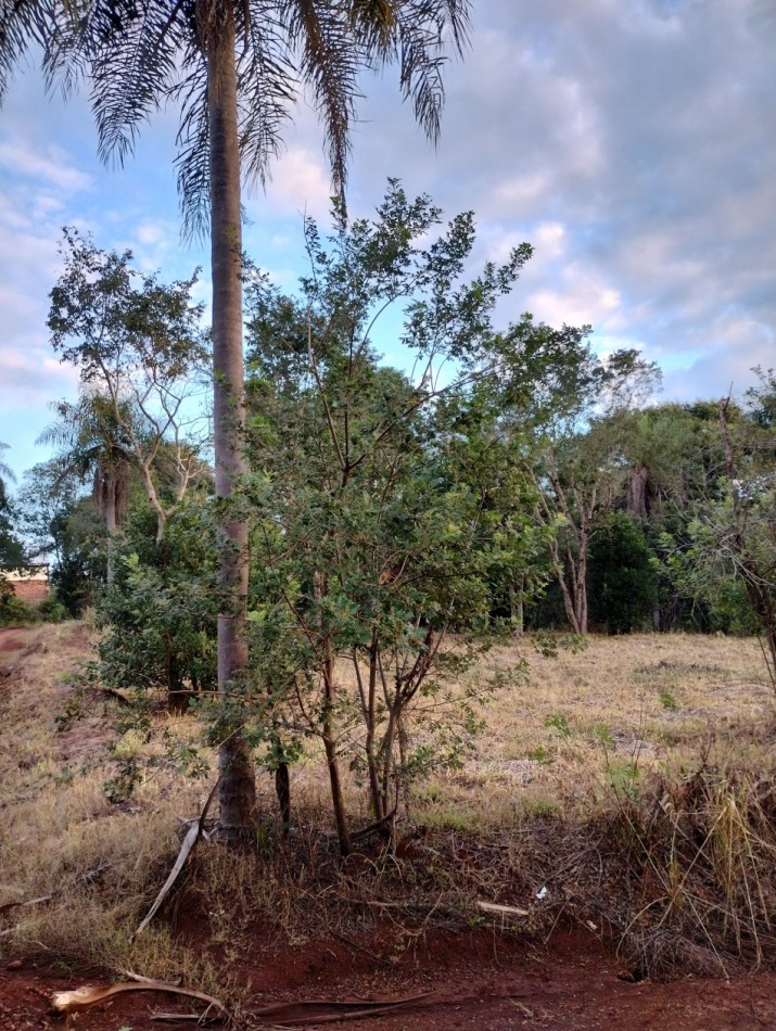 Foto Terreno en Venta en Eldorado, Misiones - U$D 12.700 - pix878451097 - BienesOnLine